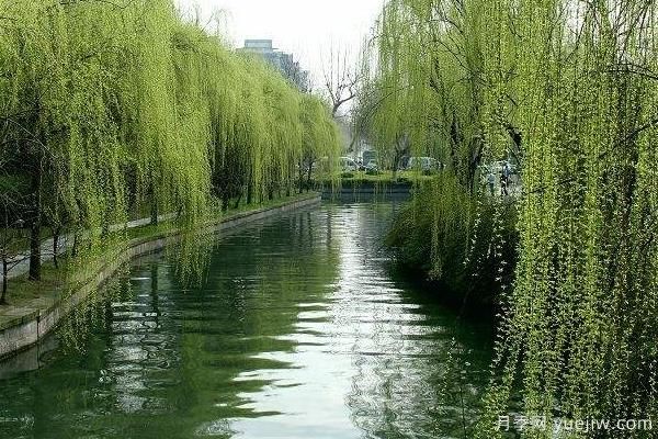 2022年***值錢緊缺苗木是什么？常見的苗木品種有哪些？(圖2)