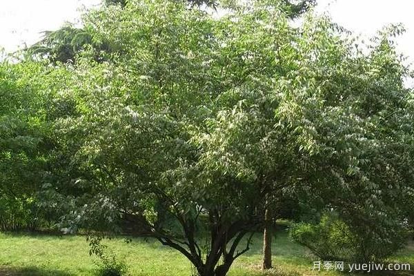 2022年***值錢緊缺苗木是什么？常見的苗木品種有哪些？(圖3)