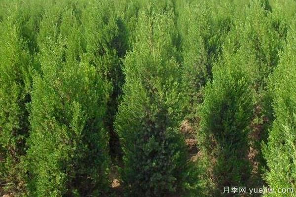 2022年***值錢緊缺苗木是什么？常見的苗木品種有哪些？(圖4)