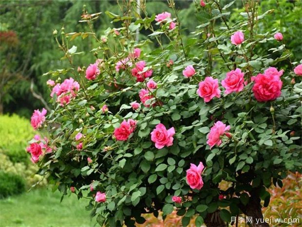 9月月季管理，月季夏末修剪爆秋花(圖1)