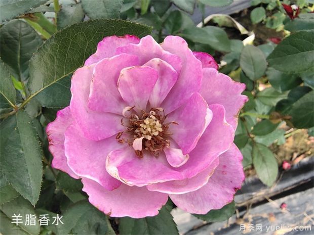 花友淘汰掉的10種月季，缺點(diǎn)多于優(yōu)點(diǎn)，是這樣嗎(圖7)