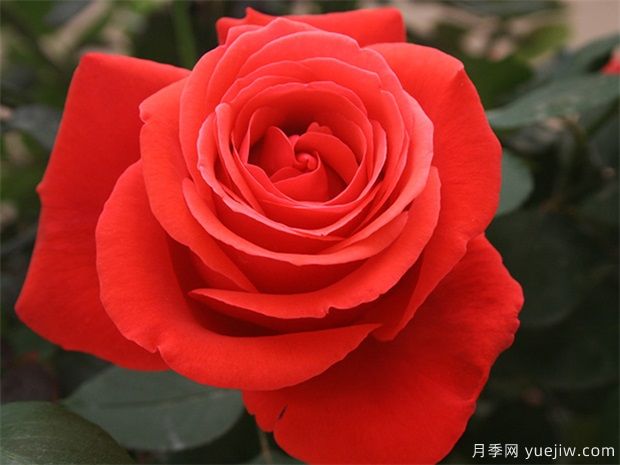 工程盆栽月季品種，買月季花到南陽月季種植基地(圖1)