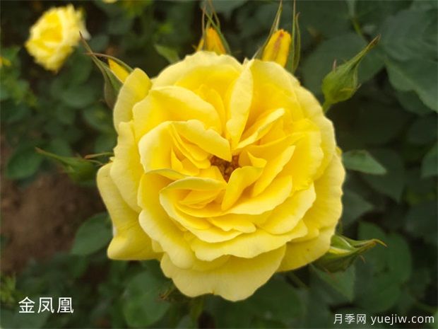 推薦10個(gè)黃色月季，每個(gè)品種都優(yōu)秀(圖1)
