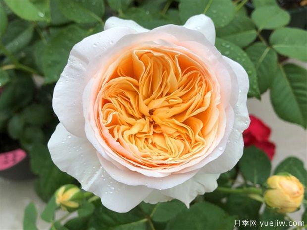近三年***受花友喜愛的月季品種排名榜，屬實嗎(圖2)