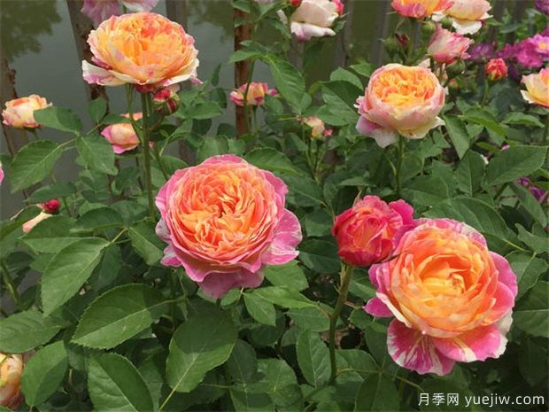 月季***佳的換盆時(shí)間，月季換盆操作方法(圖1)
