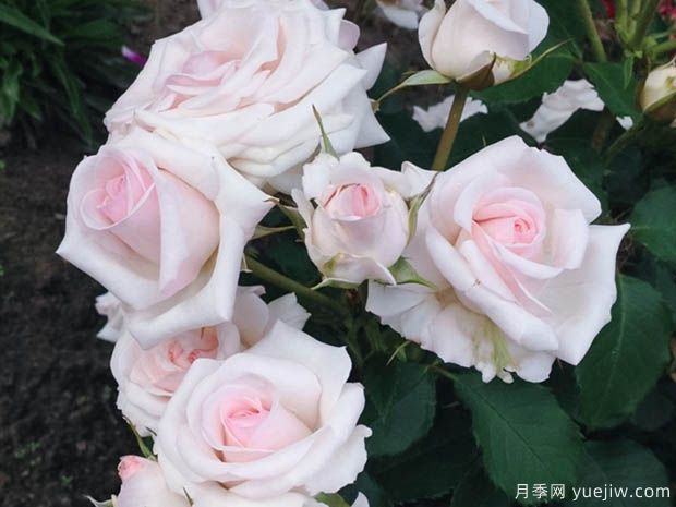 蝴蝶之吻月季的優(yōu)缺點是什么？(圖1)