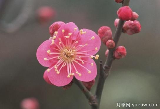 梅花如何栽培？養(yǎng)護(hù)辦法分享(圖1)