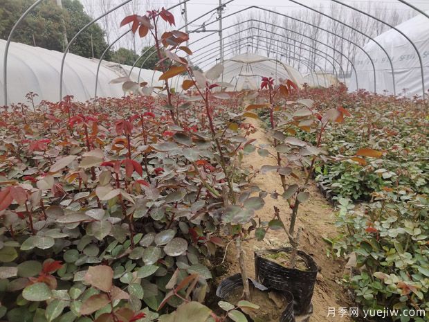 大棚月季花卉種植需要關注哪些常見問題？(圖1)