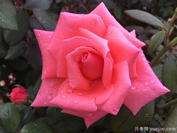 阿曼達(dá)路易絲月季的優(yōu)缺點(diǎn)是什么？(圖1)