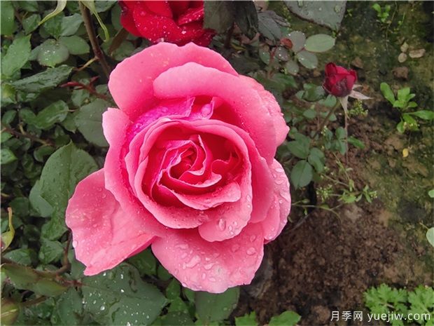 薔薇、月季、玫瑰被稱作“薔薇三姐妹”，對(duì)嗎(圖1)