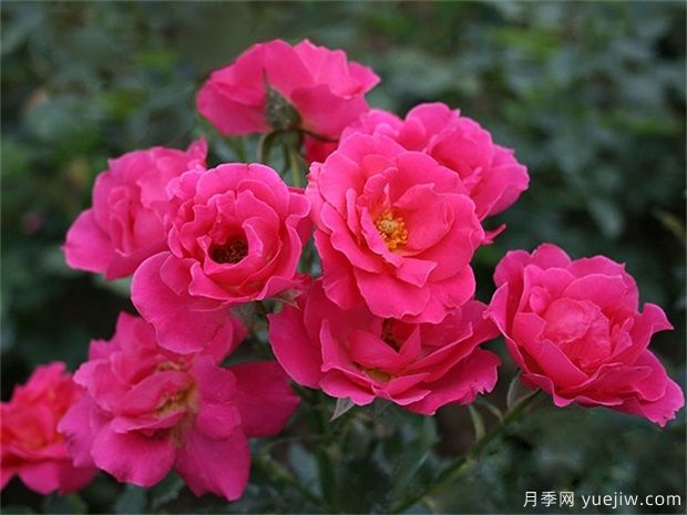 玫瑰花有幾種？栽植哪種好？ 哪種玫瑰花好(圖1)