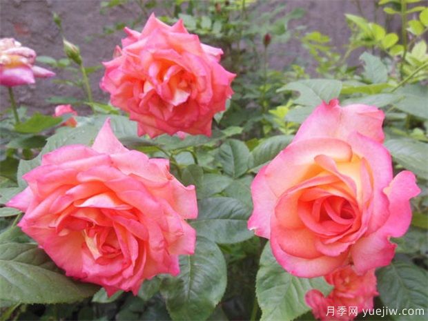 怎樣管理月季才會(huì)長(zhǎng)勢(shì)好，開(kāi)花多？(圖1)