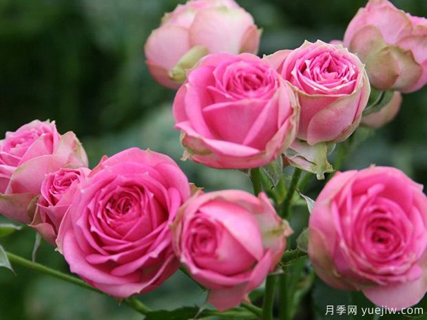 粉多頭月季優(yōu)缺點(diǎn)有哪些？(圖1)
