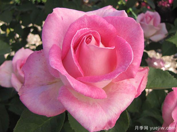 粉色慶典月季的優(yōu)缺點(diǎn)是什么？(圖1)