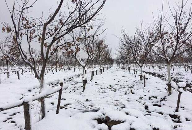 大雪天氣下怎樣保護(hù)苗木？(圖1)