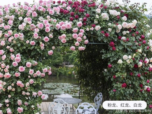 爬藤花卉有幾種？(圖1)