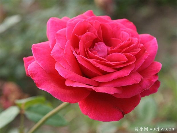 常見的月季花品種都有哪些？(圖1)