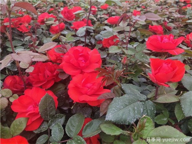 月季花的種子能種嗎？月季花養(yǎng)殖方法(圖1)