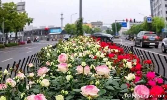 現(xiàn)代月季在園林景觀的應用！園林綠化人必看！(圖2)