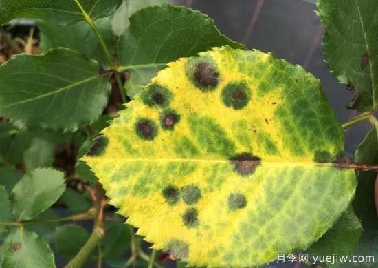 月季黑斑病的癥狀和治療，需要遮陰干燥通風(fēng)(圖1)