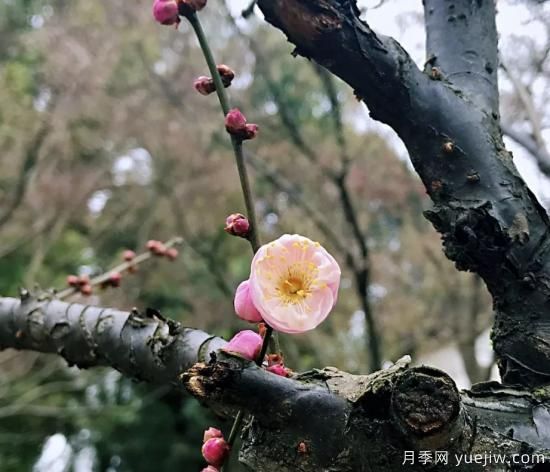 蠟梅和梅花有什么區(qū)別？(圖2)