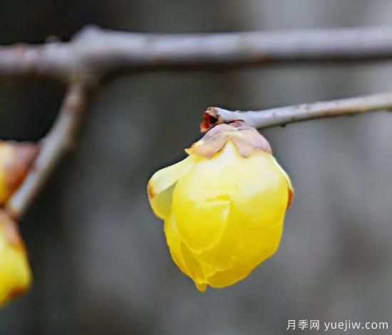 蠟梅和梅花有什么區(qū)別？(圖3)