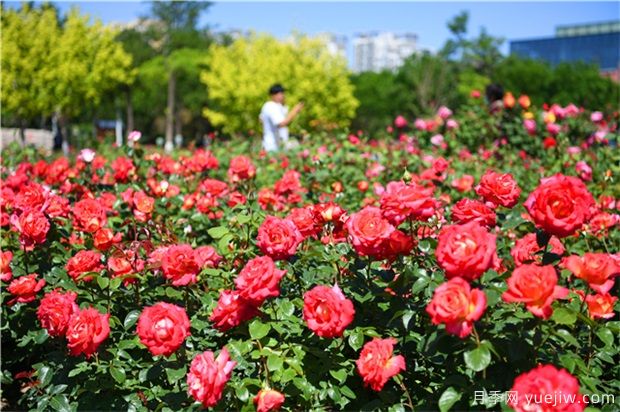 草本花卉修剪秘笈，養(yǎng)花人必看！(圖1)