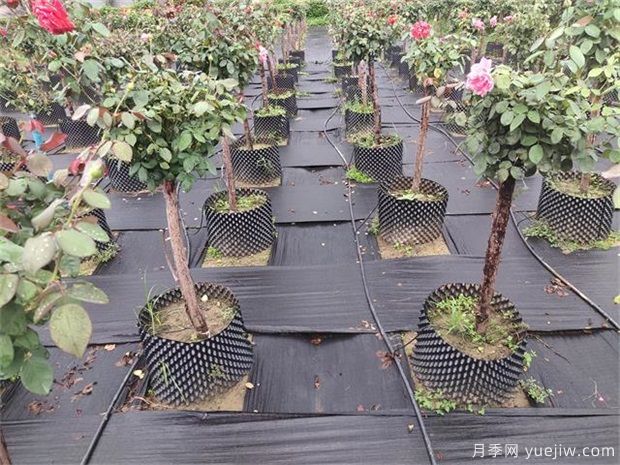 育苗容器影響植物生長嗎？樹狀月季是否適合容器苗？(圖1)