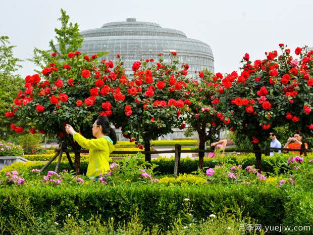 建設(shè)月季花城，讓鄭州月季從盆景走向風(fēng)景(圖1)