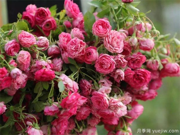 4種月季花量大生長快，適合打造藤本花墻拱門，新手也能養(yǎng)好(圖2)
