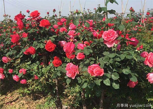 苗木人到南陽實地考察月季，許多人因此發(fā)家致富(圖1)