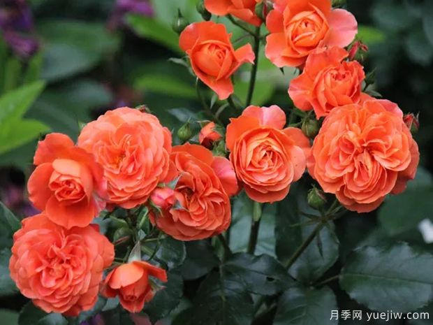 九月黃昏月季的優(yōu)缺點是什么？(圖1)