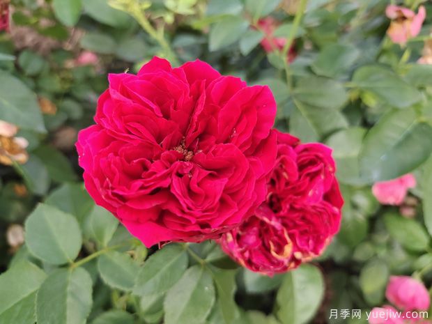 紅龍?jiān)录净?，花瓣長(zhǎng)的大，艷麗漂亮插花美觀(圖1)