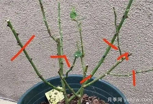二月份月季花管理很重要，查漏補缺進(jìn)入爆長期(圖1)