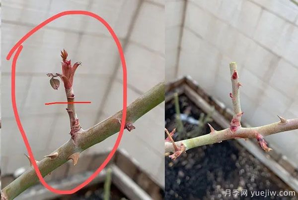 二月份月季花管理很重要，查漏補缺進(jìn)入爆長期(圖2)