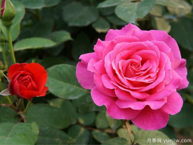 月季盆花要枝葉茂盛，合理施肥很重要(圖1)