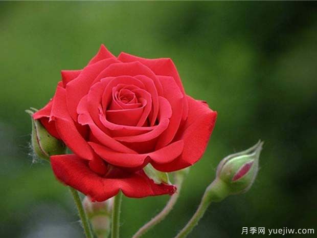 中國紅雅蘇娜月季的優(yōu)缺點是什么？(圖1)