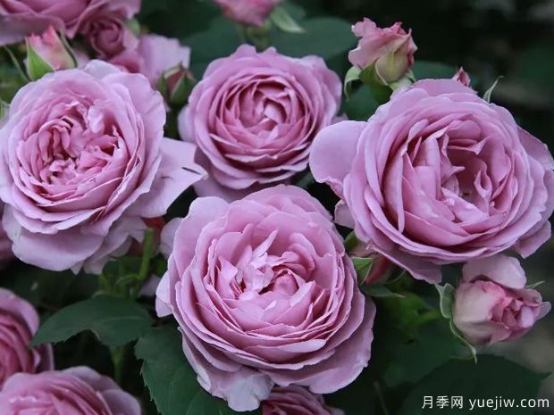 常見50個月季品種介紹，抗性好花不斷，可以買得到的經(jīng)典(圖7)
