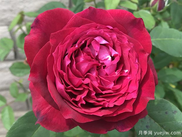 詹尼斯凱洛格月季/伊芙詹尼斯月季(圖2)