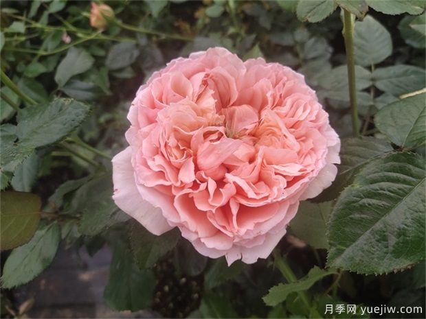 推薦3個適合新手栽種的多頭勤花月季(圖3)