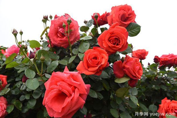 曲靖高桿月季溫暖綻放，打造麒麟城靚麗景觀(圖4)
