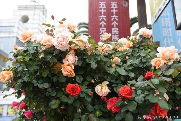 曲靖高桿月季溫暖綻放，打造麒麟城靚麗景觀(圖3)