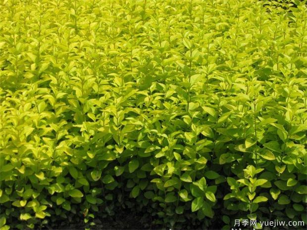 園林植物相生相克表，不要種在一起(圖1)