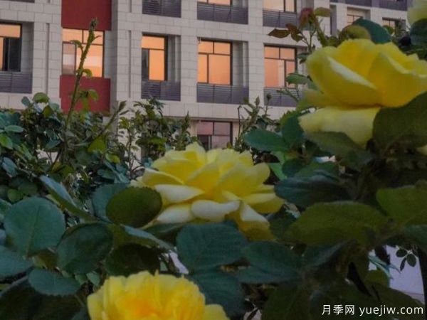 黃岡科技職業(yè)學(xué)院，然有月季，亭亭玉立(圖2)