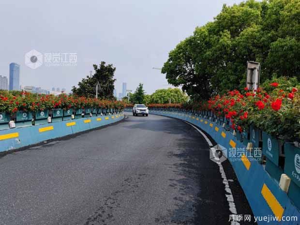 南昌八一大橋萬株月季綻放，綠化中心細(xì)致養(yǎng)護(hù)(圖1)