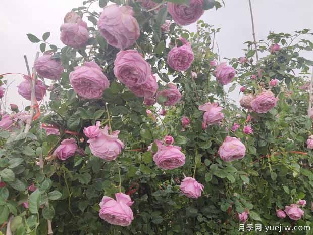 粉色的藤本月季花海，你想擁有嗎(圖4)