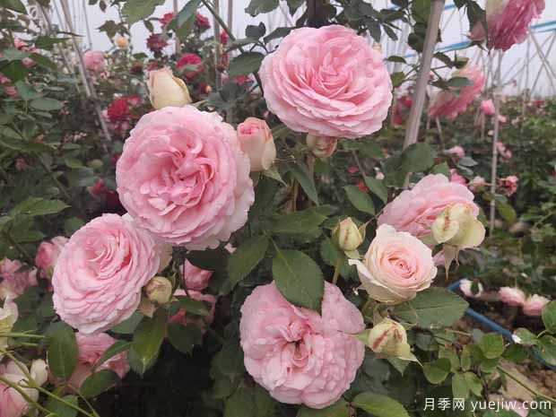 推薦3種藤本月季，打造絕美花墻，長勢好花量大(圖1)