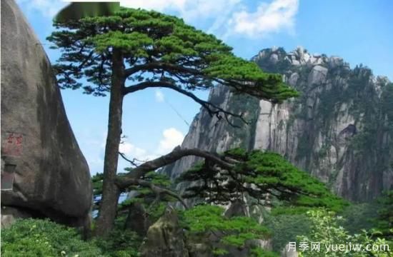 公認(rèn)的9種頂級古樹名木是哪些？(圖5)