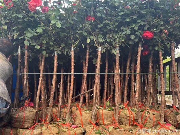 綠化苗木移植過程中，土球散了需要如何處理？(圖1)