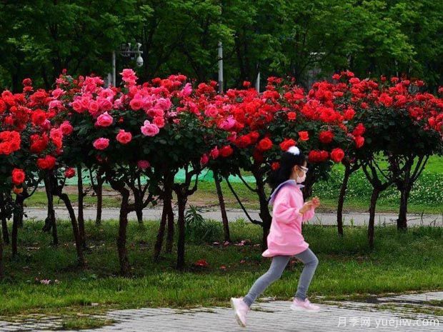 武漢新增多條絕美月季花道，江城處處花海景觀(圖2)